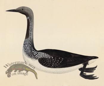 BLACK THROATED DIVER . PL 33